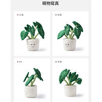 mchugs Alocasia Odora Bonsai 30cm