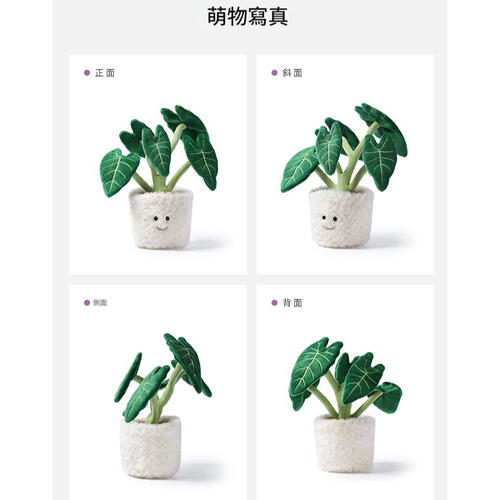 mchugs Alocasia Odora Bonsai 30cm