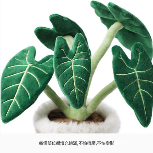 mchugs Alocasia Odora Bonsai 30cm