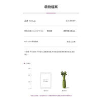 mchugs  Slim Celery 18cm