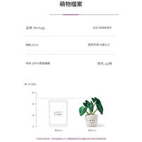 mchugs Alocasia Odora Bonsai 30cm